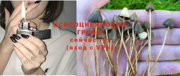стаф Алзамай